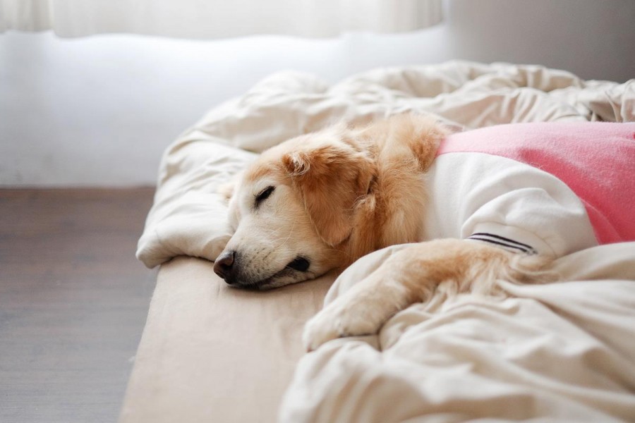 補眠yo