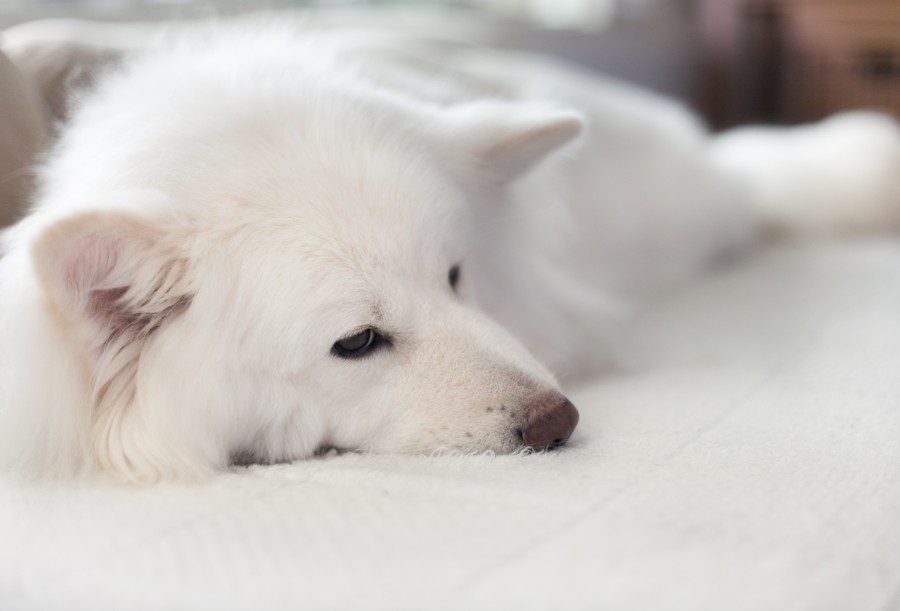 狐狸咩