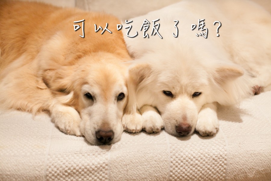 可以吃飯了嗎?