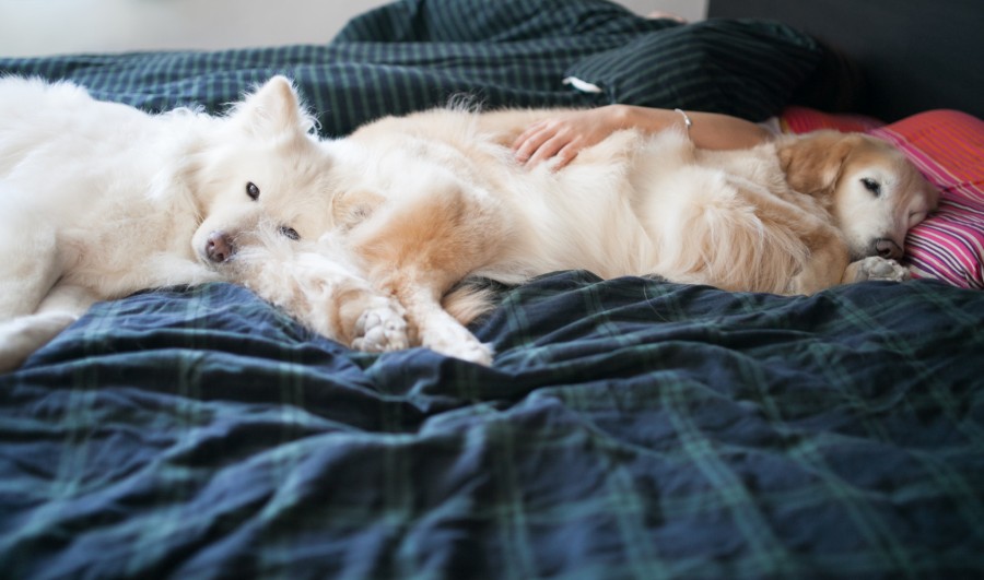 zzZZ