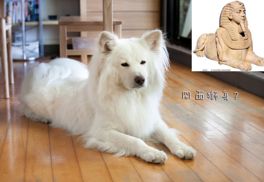冏面獅身