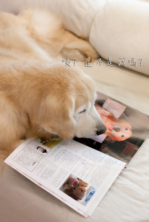 這期Brava女人幫雜誌有yoyo喔!