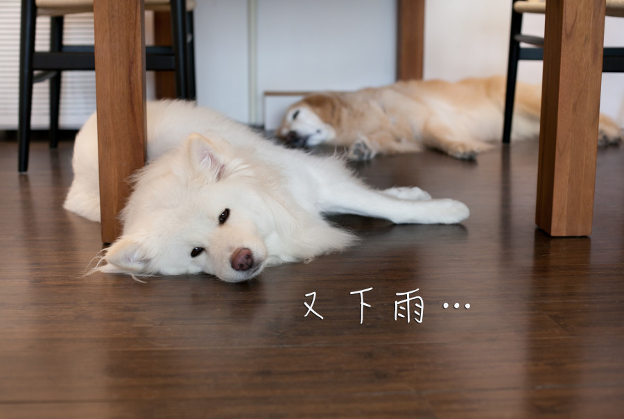 發霉小狗