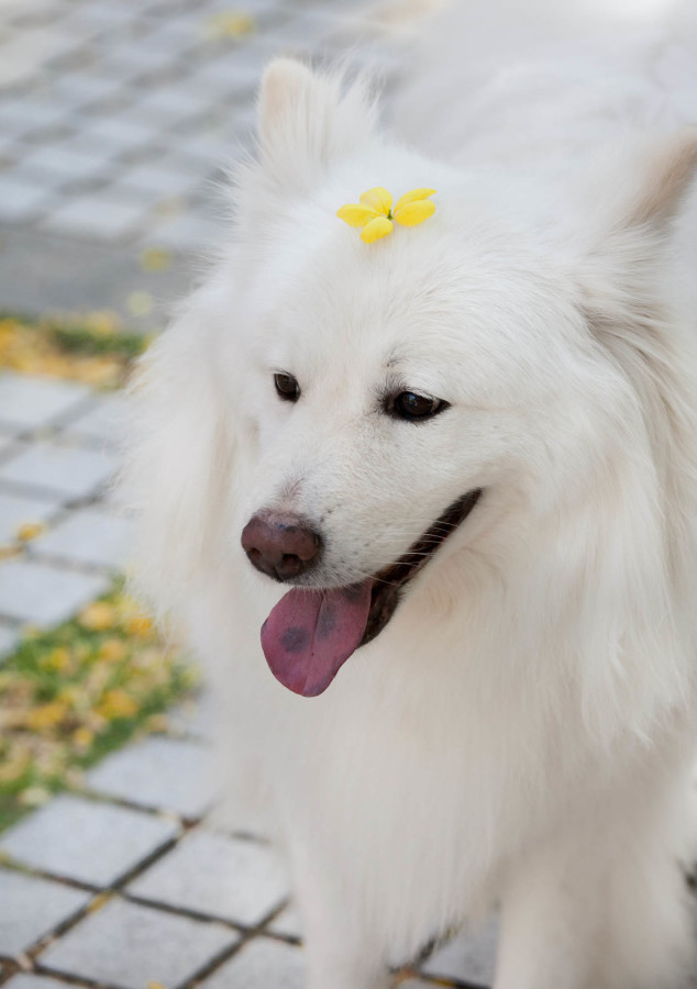 腦袋開花(?)