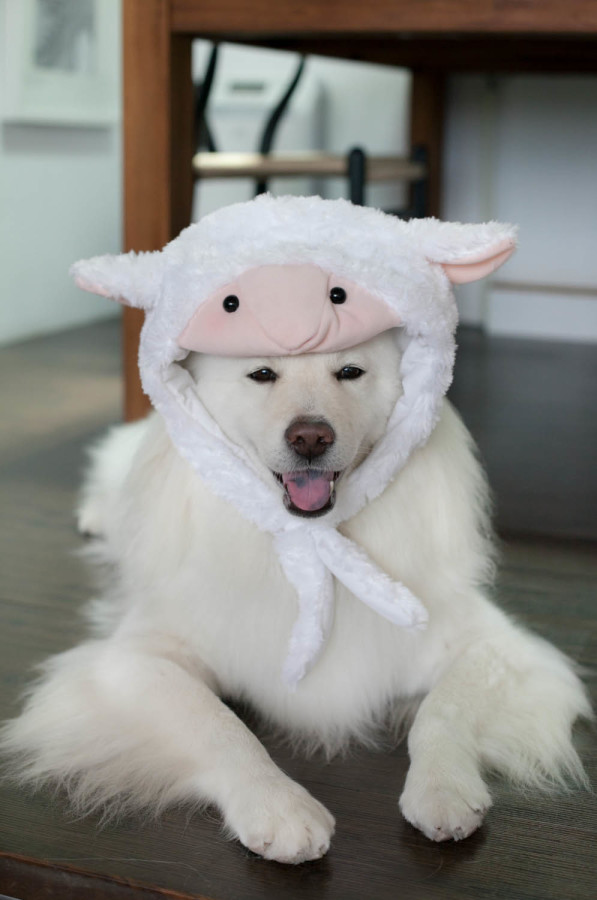 羊咩咩?