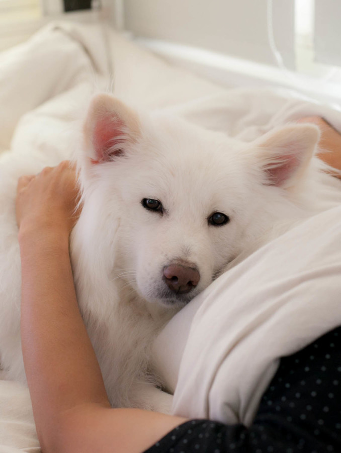 七夕 狐狸精