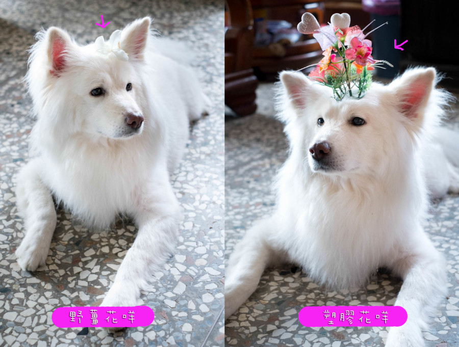 花癡咩?