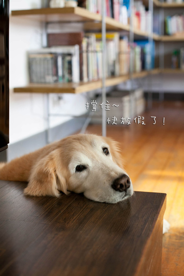 夥伴們~
