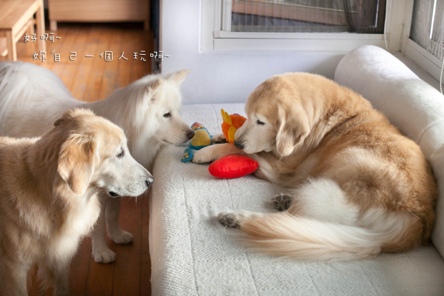 一犬獨享