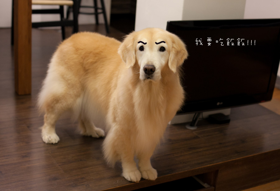 胖寶寶
