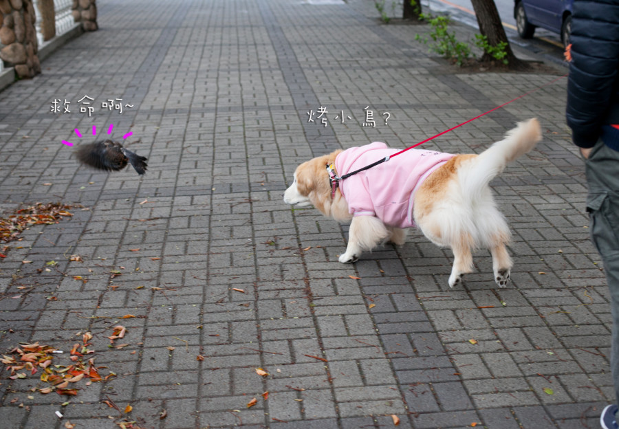 獵犬