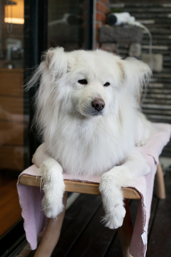 蝴蝶犬(?)