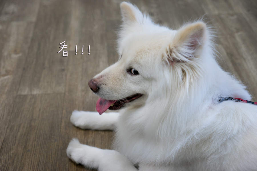 看!!!!